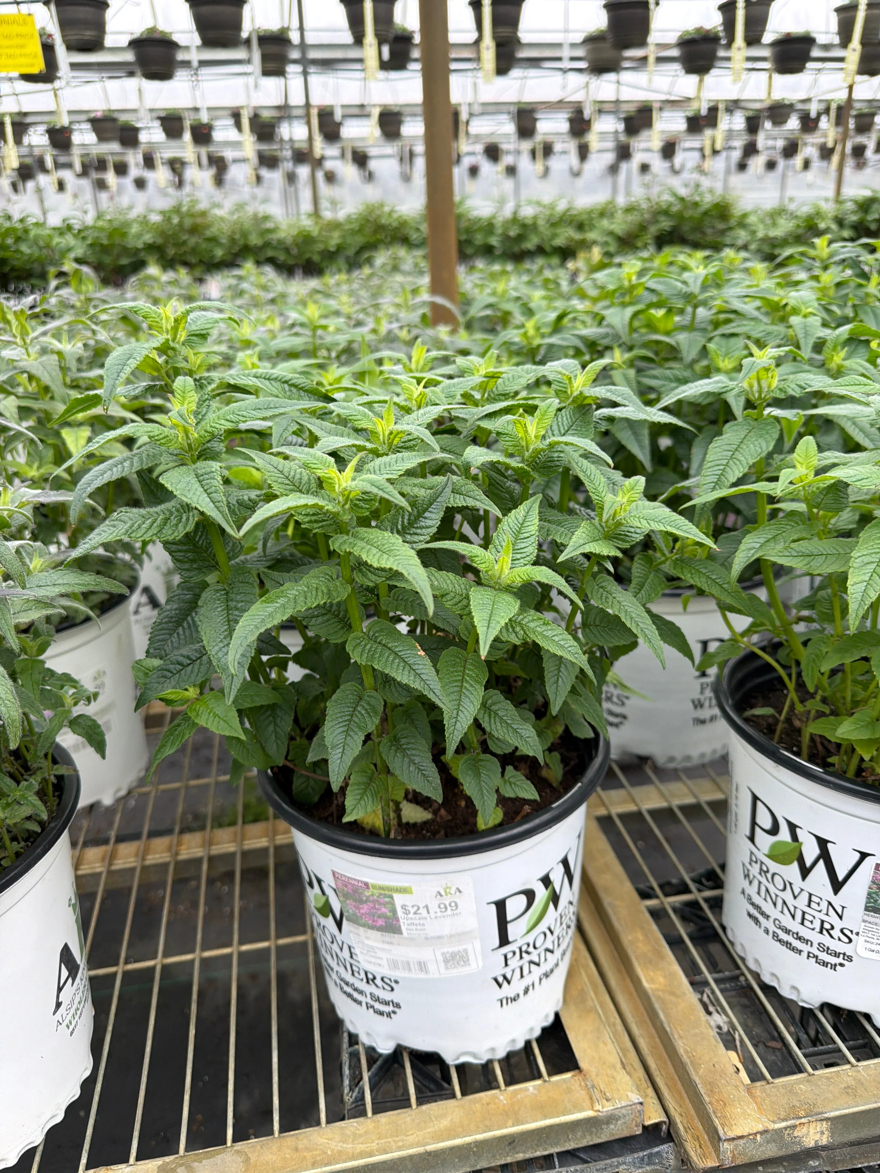 Monarda Bee Balm Upscale Lavender Taffeta - 8" Potted Perennial - Image 3