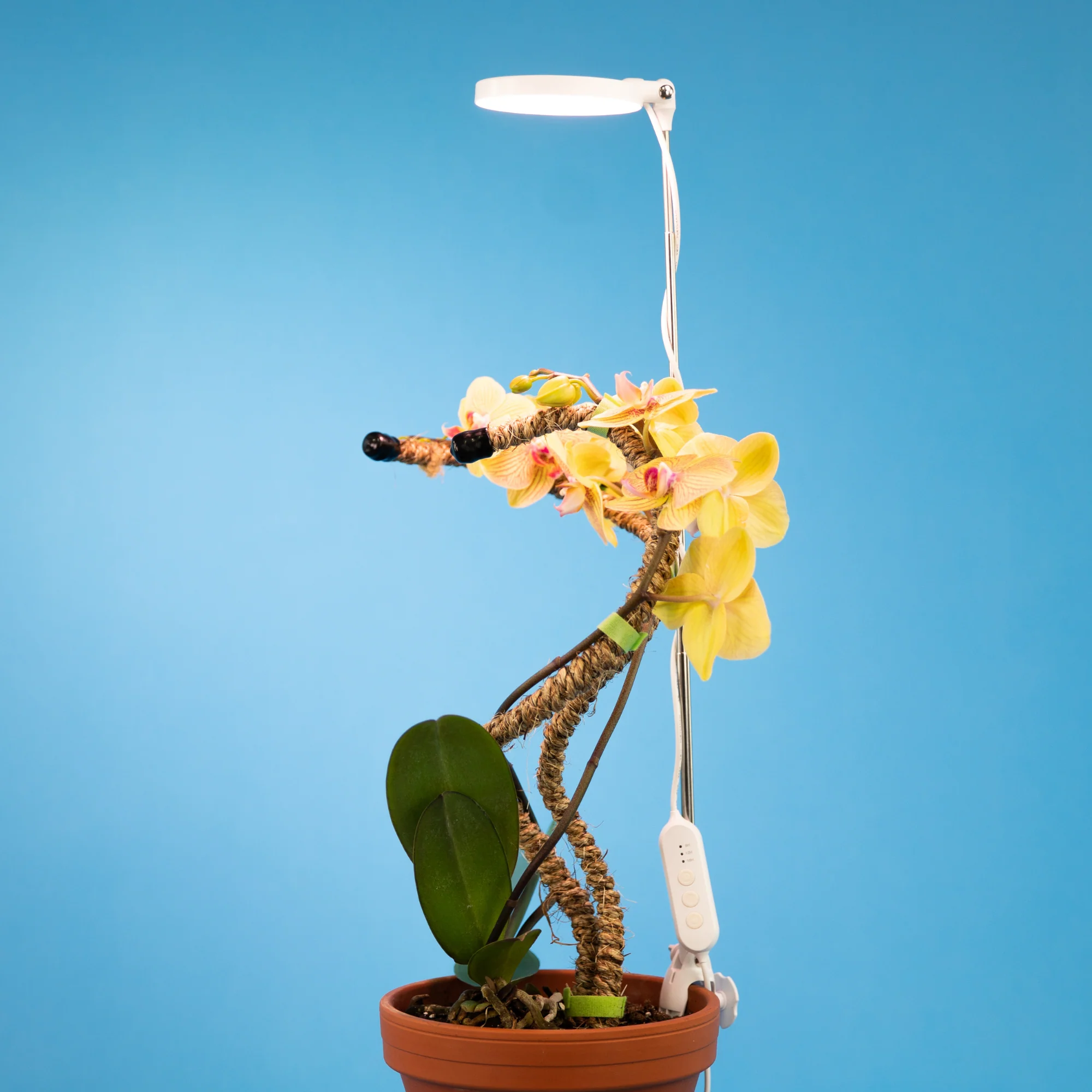 Mossify, Adjustable LED Plant Light - Image 2