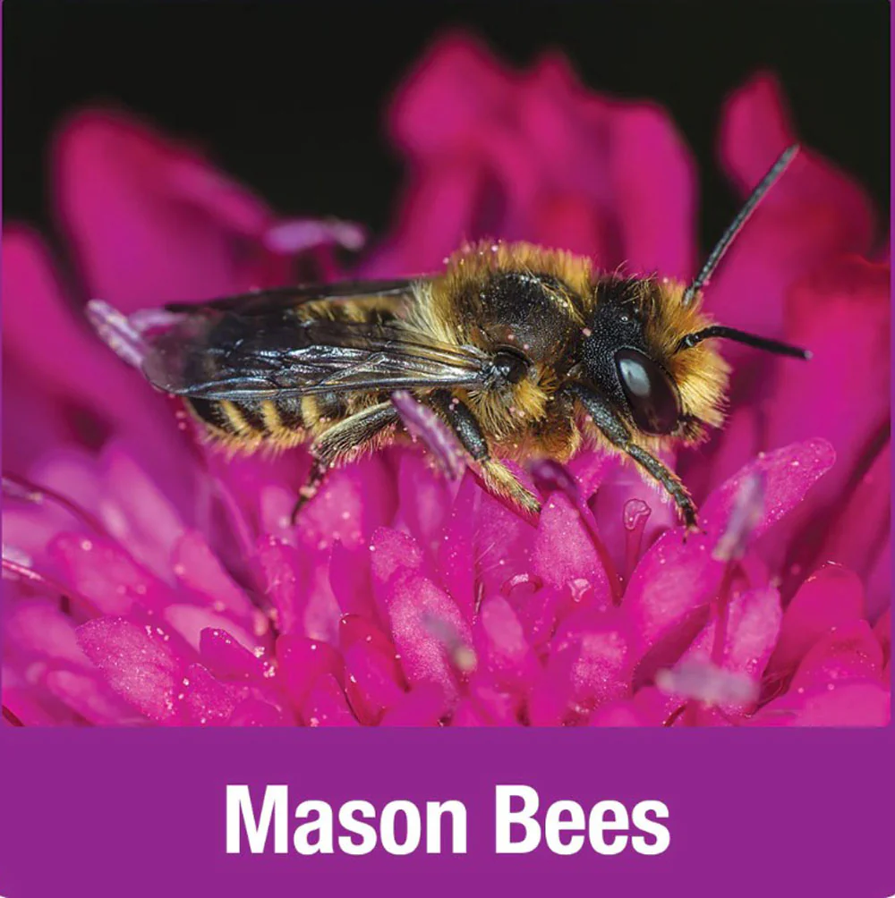 Nature's Way, Pollinator Tower - Image 5