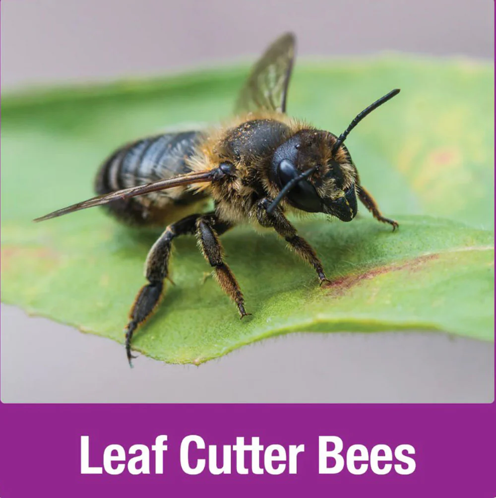 Nature's Way, Pollinator Tower - Image 6