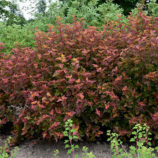 Physocarpus Amber Jubilee - 3 Gallon Pot