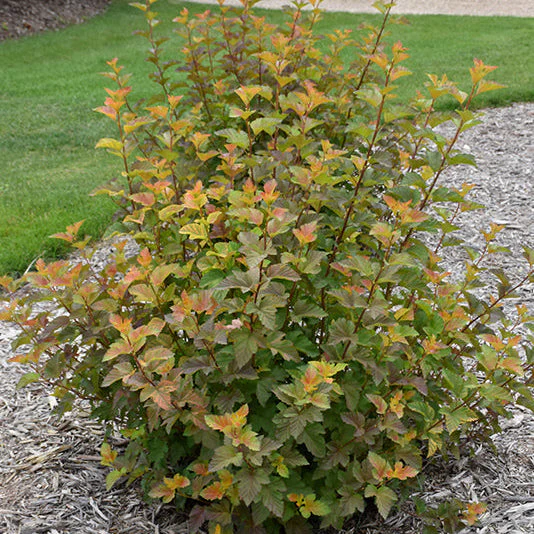 Physocarpus Amber Jubilee - 3 Gallon Pot - Image 2