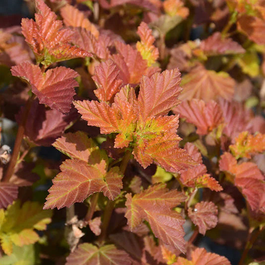Physocarpus Amber Jubilee - 3 Gallon Pot - Image 3