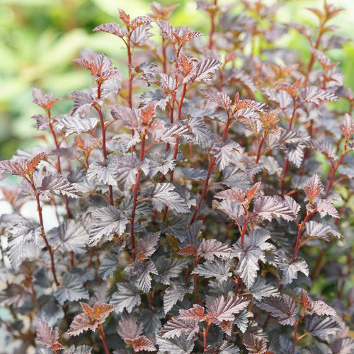 Physocarpus Summer Wine Black - 3 Gallon Pot