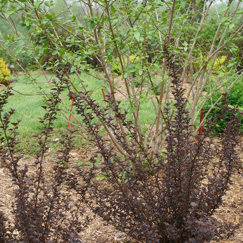 Physocarpus Summer Wine Black - 3 Gallon Pot - Image 2