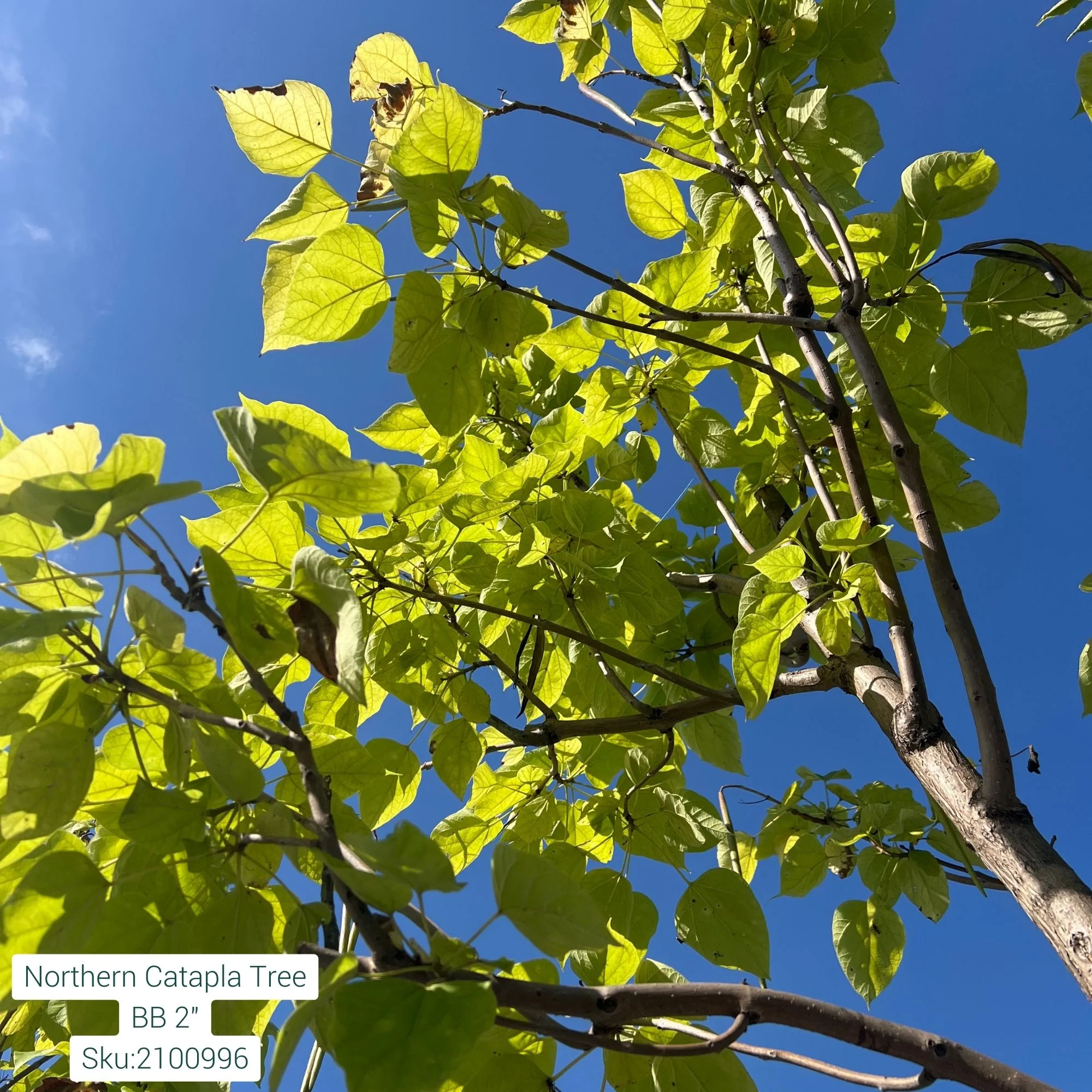 Northern Catalpa - Catalpa speciosa - 2" Caliper Ball & Burlap Tree - Image 2