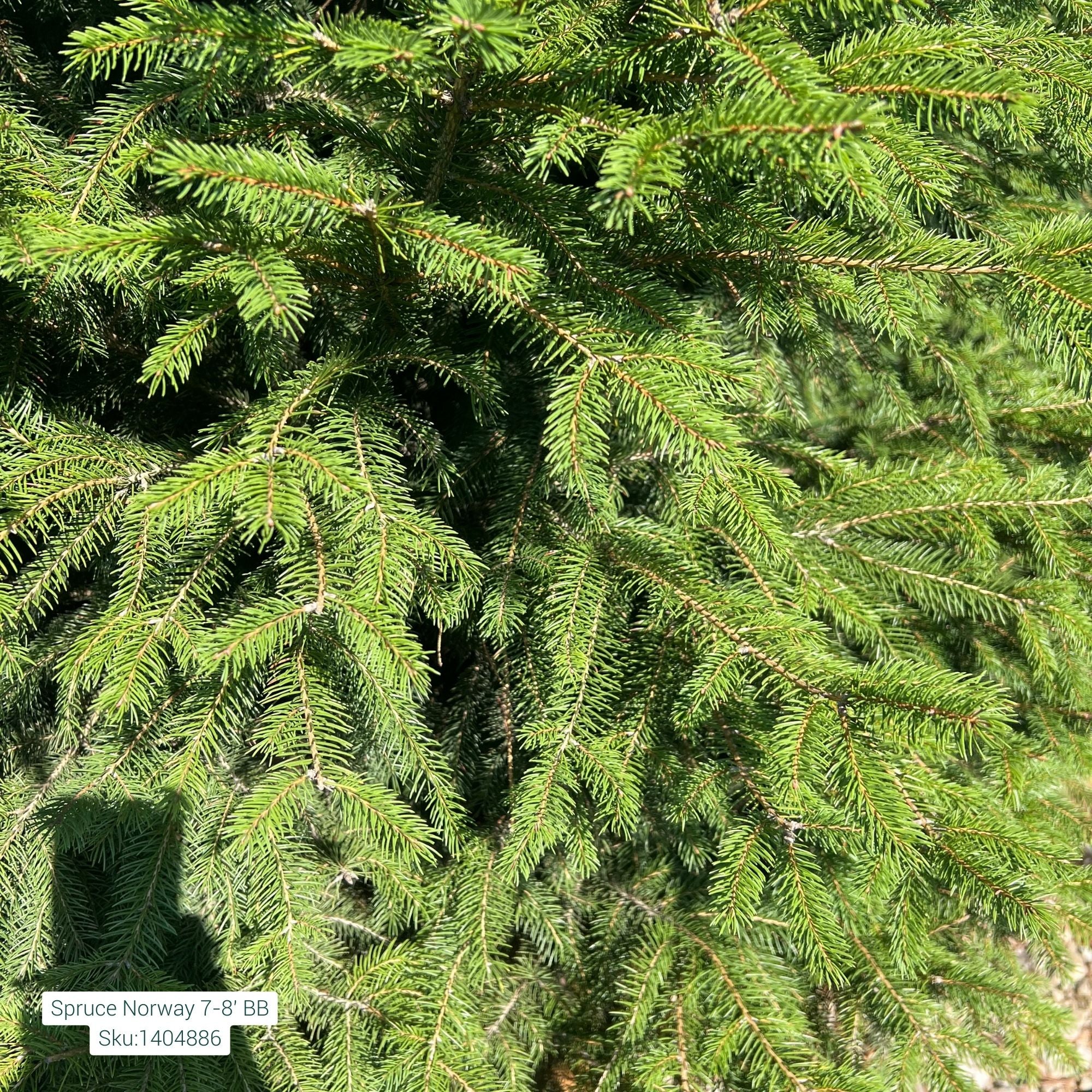 Norway Spruce - Picea abies - Ball & Burlap Tree (Multiple Sizes) - Image 5