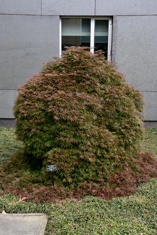 Orangeola Cutleaf Japanese Maple - Acer palmatum 'Orangeola' - 30"-36" Ball & Burlap Tree