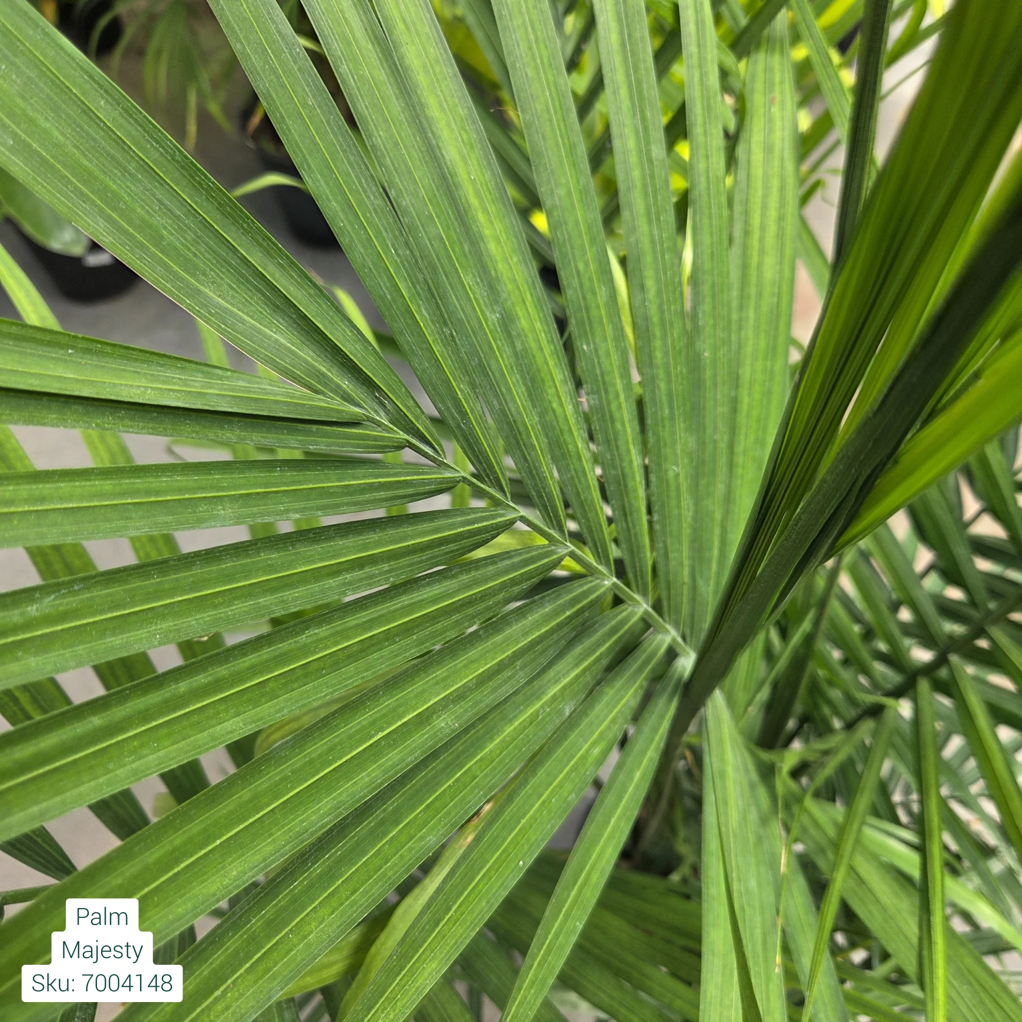 Majesty Palm - Ravenea rivularis - 10" Potted Tropical Plant - Image 2