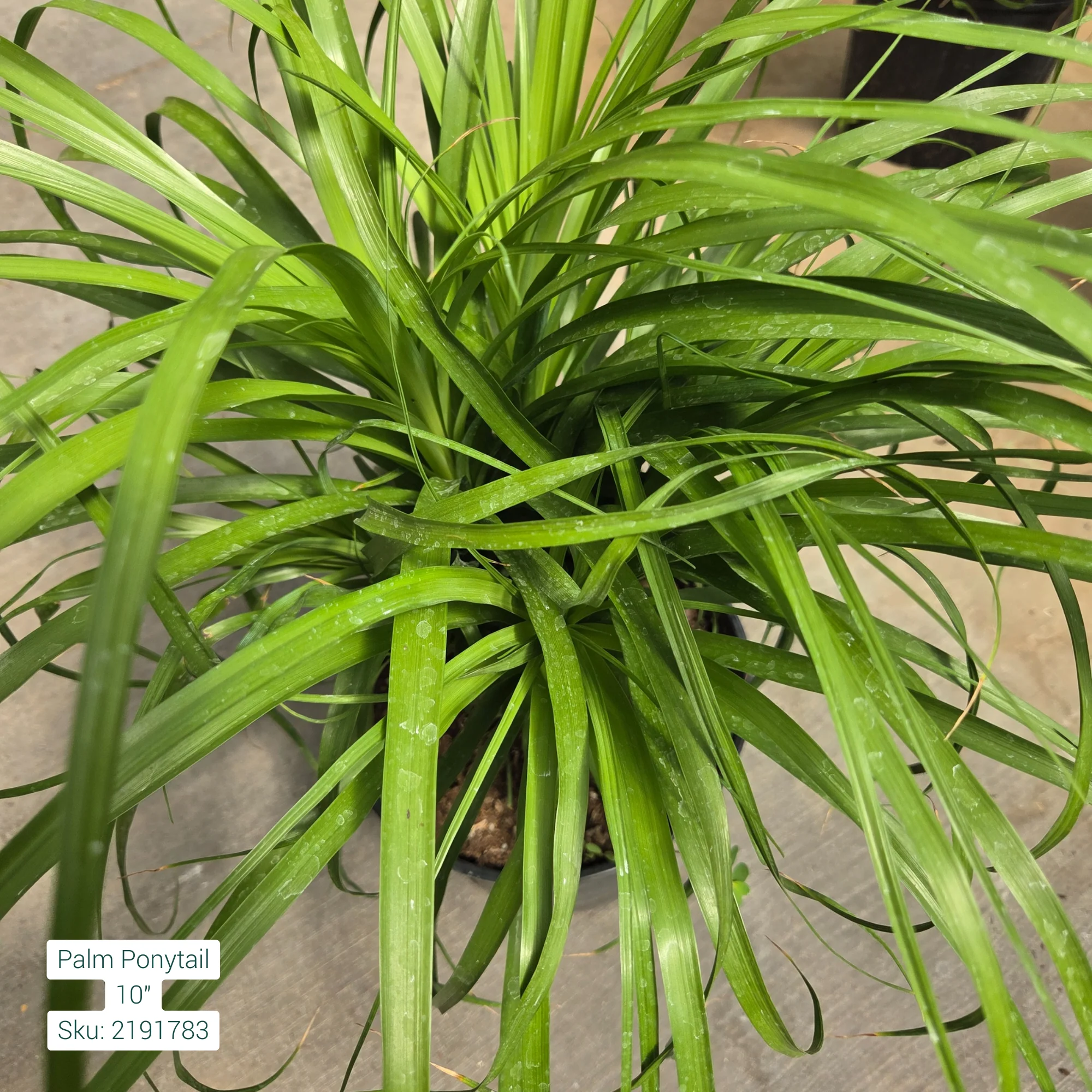Ponytail Palm/Elephants foot-'Beaucarnea Recurvata' 10in Pot - Image 2