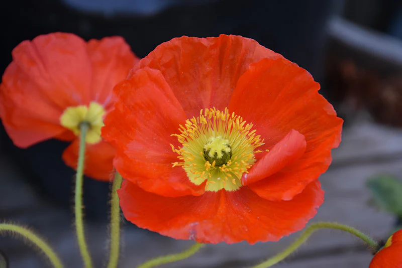 Papaver Iceland Poppy Champagne Bubbles Orange - 6" Perennial - 6" Potted Perennial