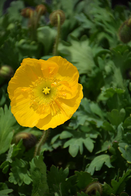 Papaver Iceland Poppy Champagne Bubbles Yellow - 6" Perennial - 6" Potted Perennial