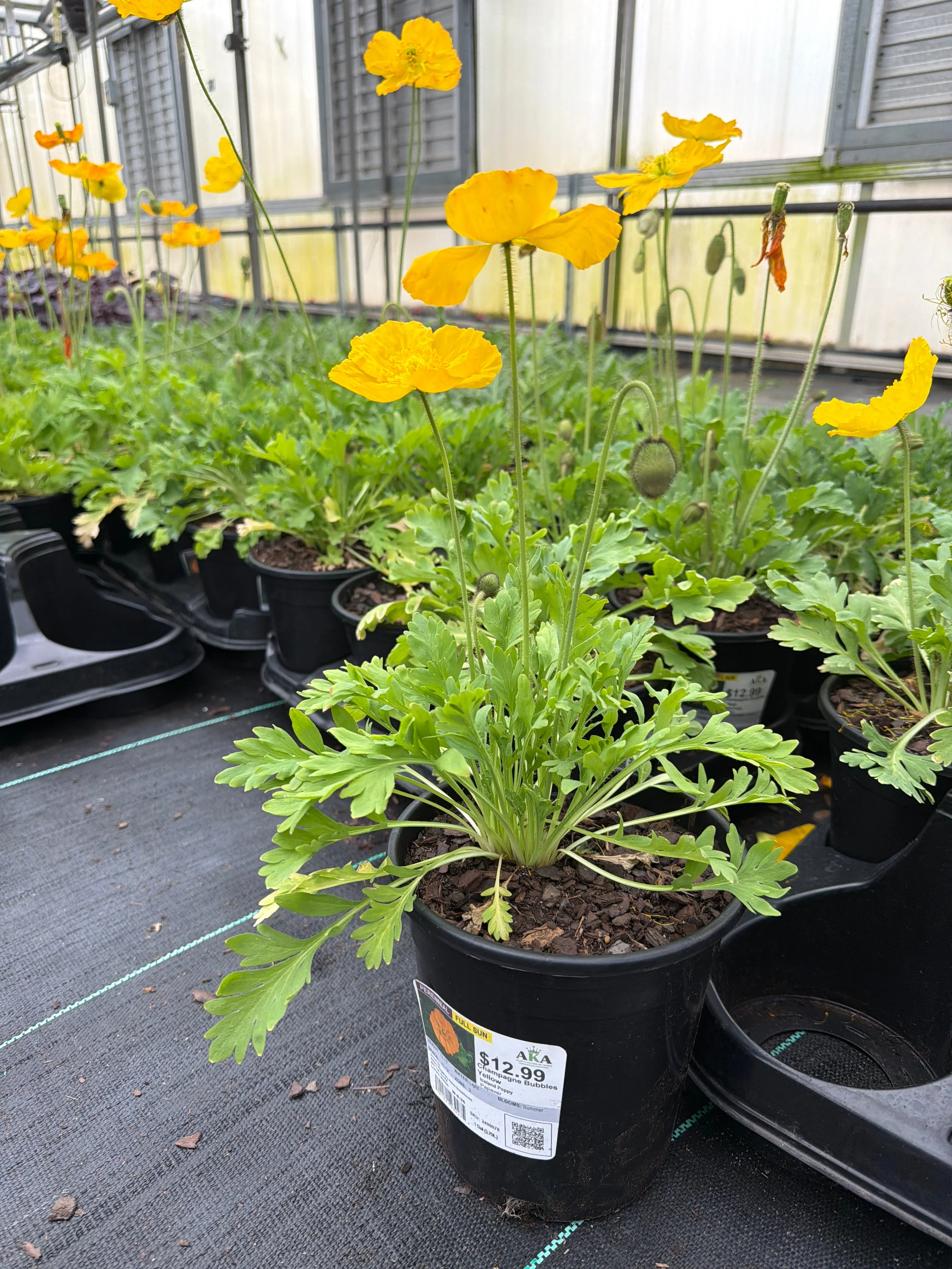 Papaver Iceland Poppy Champagne Bubbles Yellow - 6" Perennial - 6" Potted Perennial - Image 2