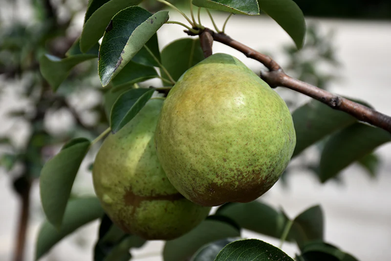 Bartlett Pear - Bartlett Pear Pyrus communis - 7# Potted Tree