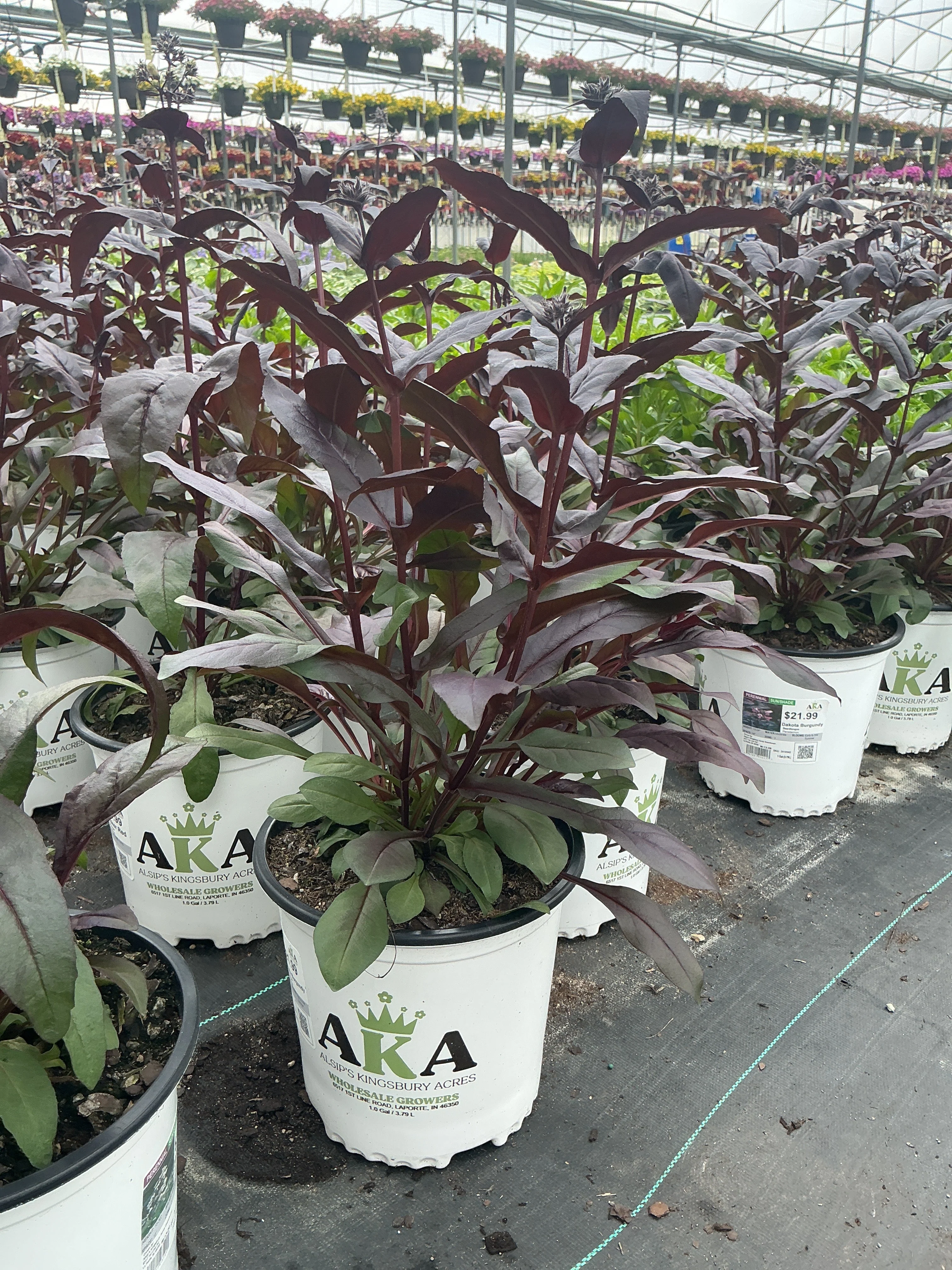 Penstemon Beardtongue Dakota Burgundy - 8" Potted Perennial - Image 2