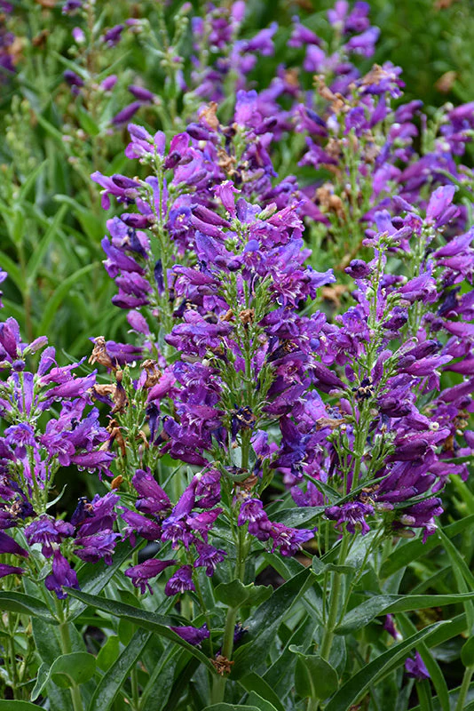 Penstemon Beardtongue Rock Candy Purple - 8" Potted Perennial