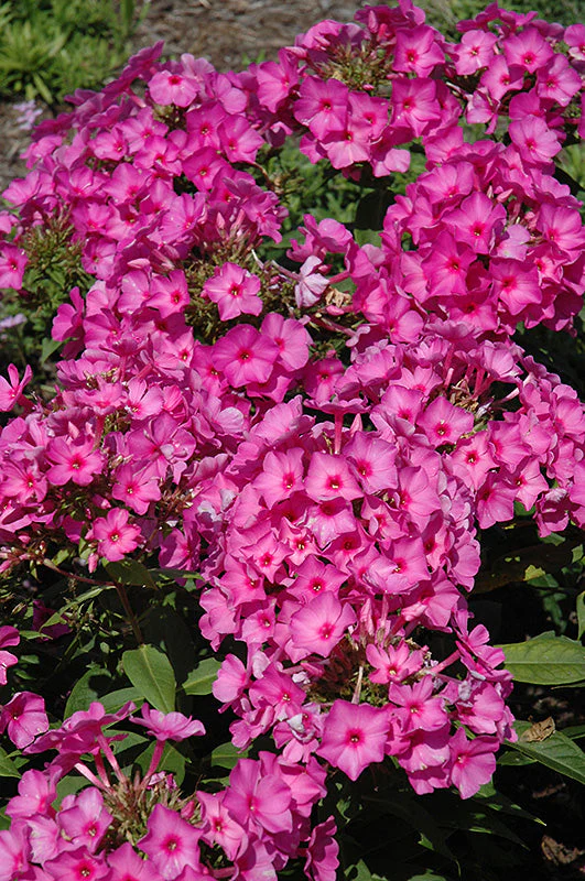 Phlox Garden Phlox Flame Pink - 8" Potted Perennial