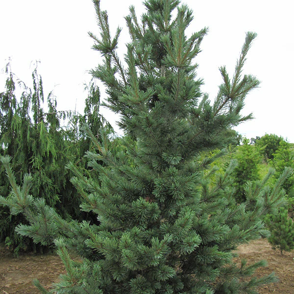 Cesarini Blue Limber Pine - Pinus flexilis 'Cesarini Blue' - 6 Foot Ball and Burlap Tree