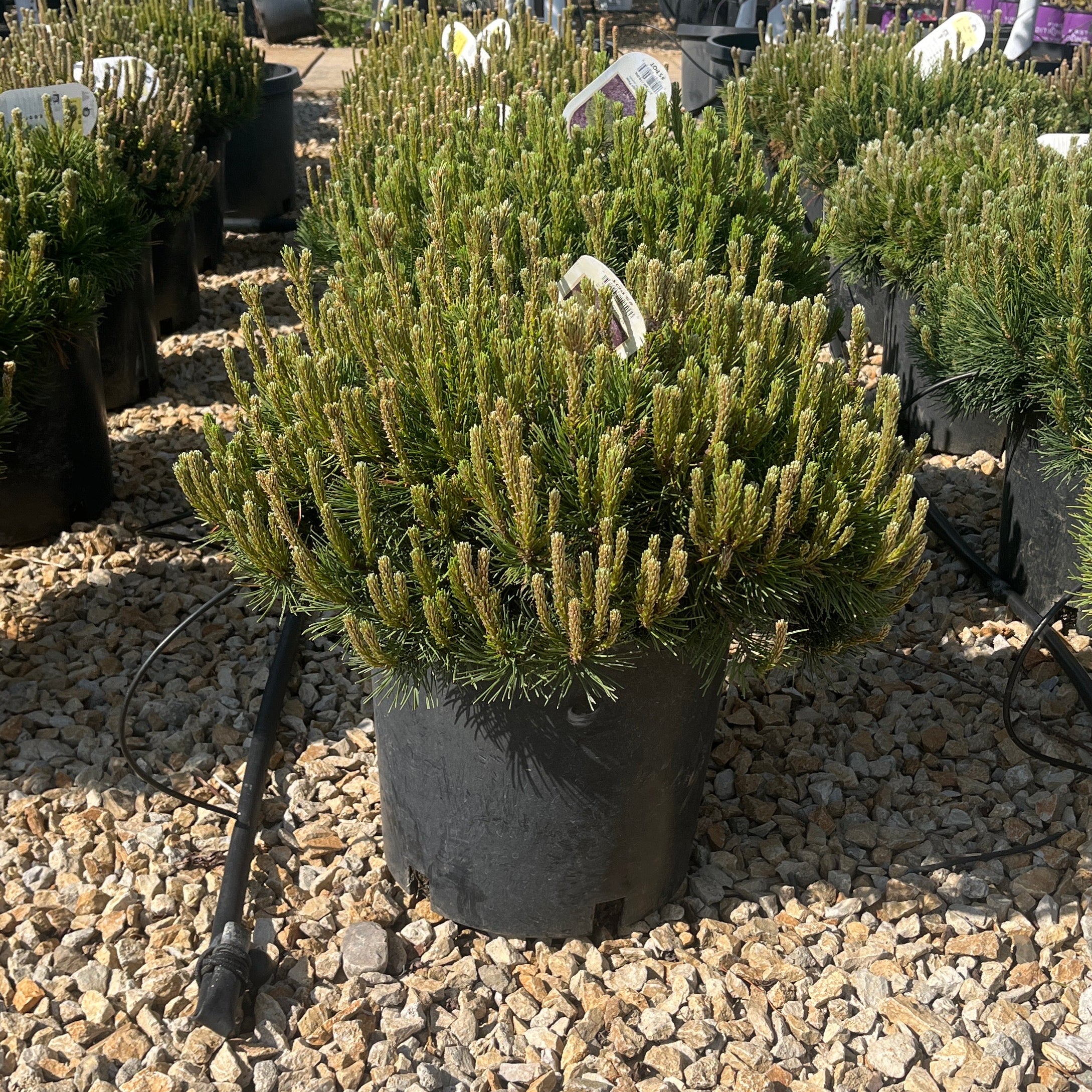 Dwarf Mugo Pine - Pinus mugo var. pumilio - 5 Gallon Potted Evergreen Shrub