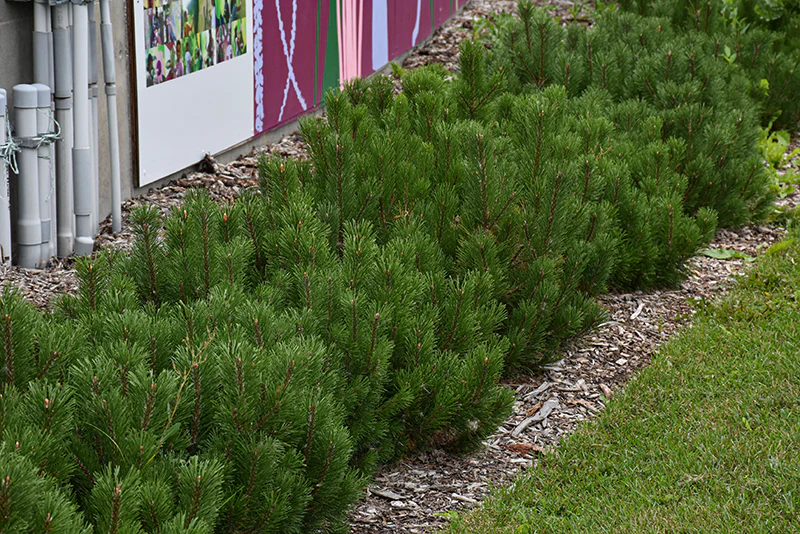Dwarf Mugo Pine - Pinus mugo var. pumilio - 5 Gallon Potted Evergreen Shrub - Image 2