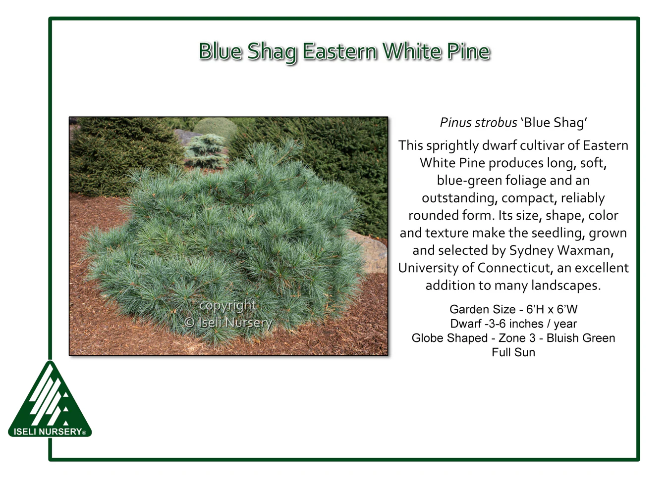 Blue Shag White Pine - Pinus strobus - 6 Gallon Potted Shrub - Image 4