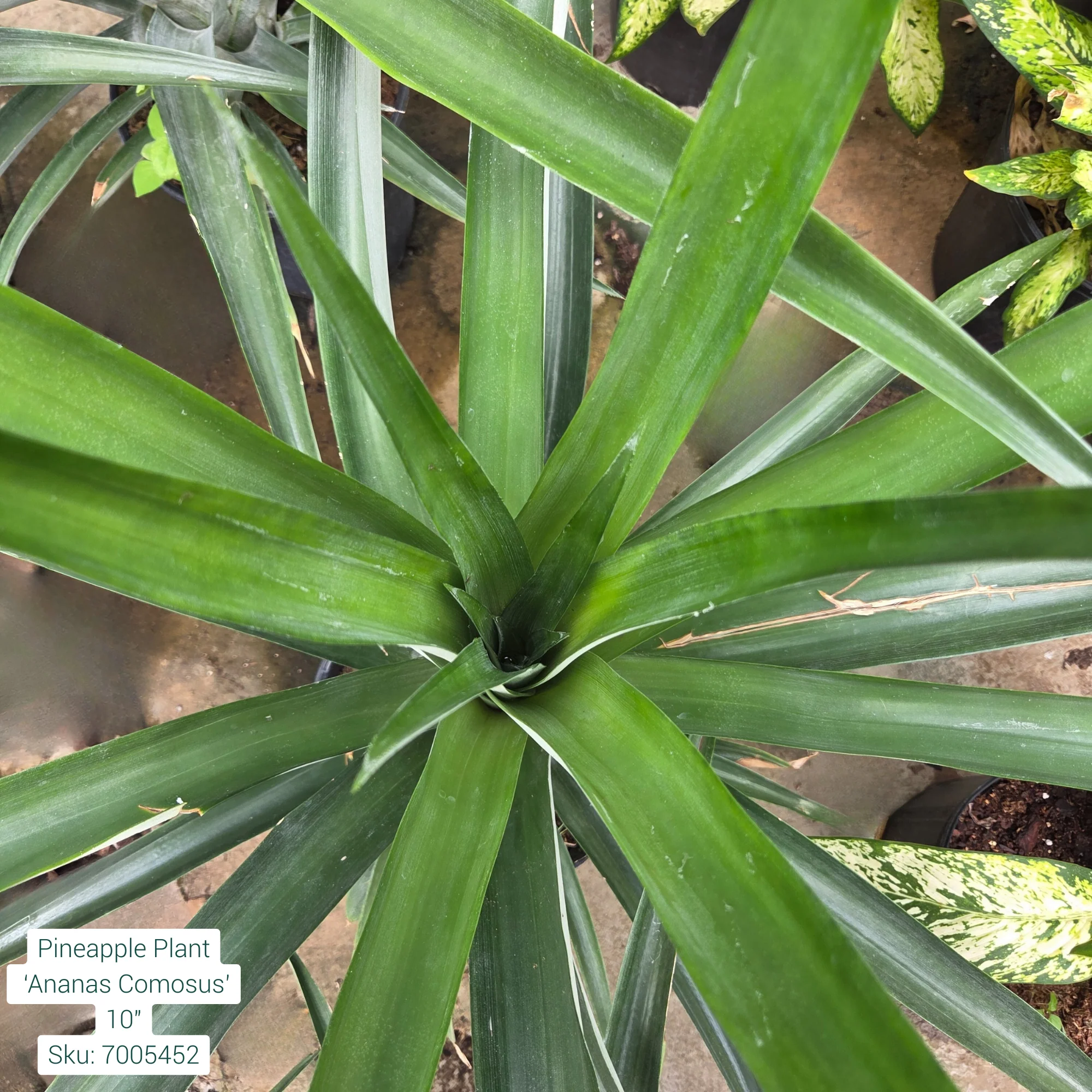 Pineapple Plant ‘Ananas Comosus’ 10in Pot - Image 2