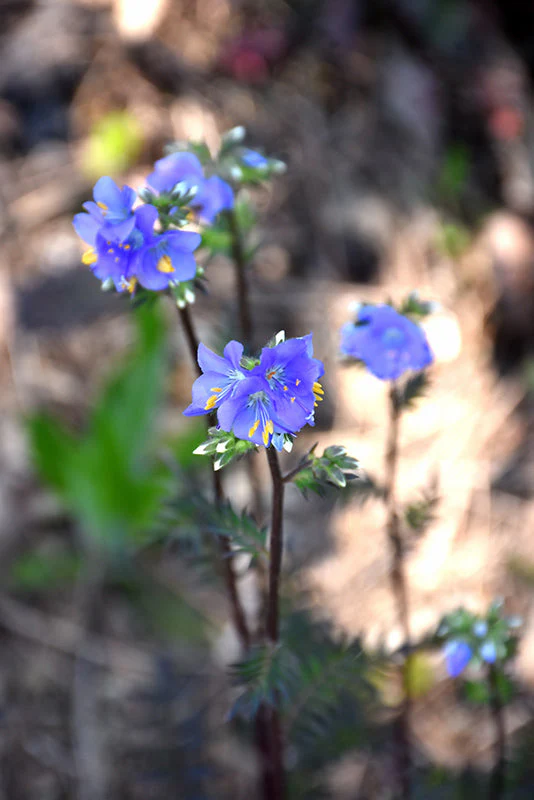 Polemonium Jacobs Ladder Purple Rain Strain - 8" Potted Perennial