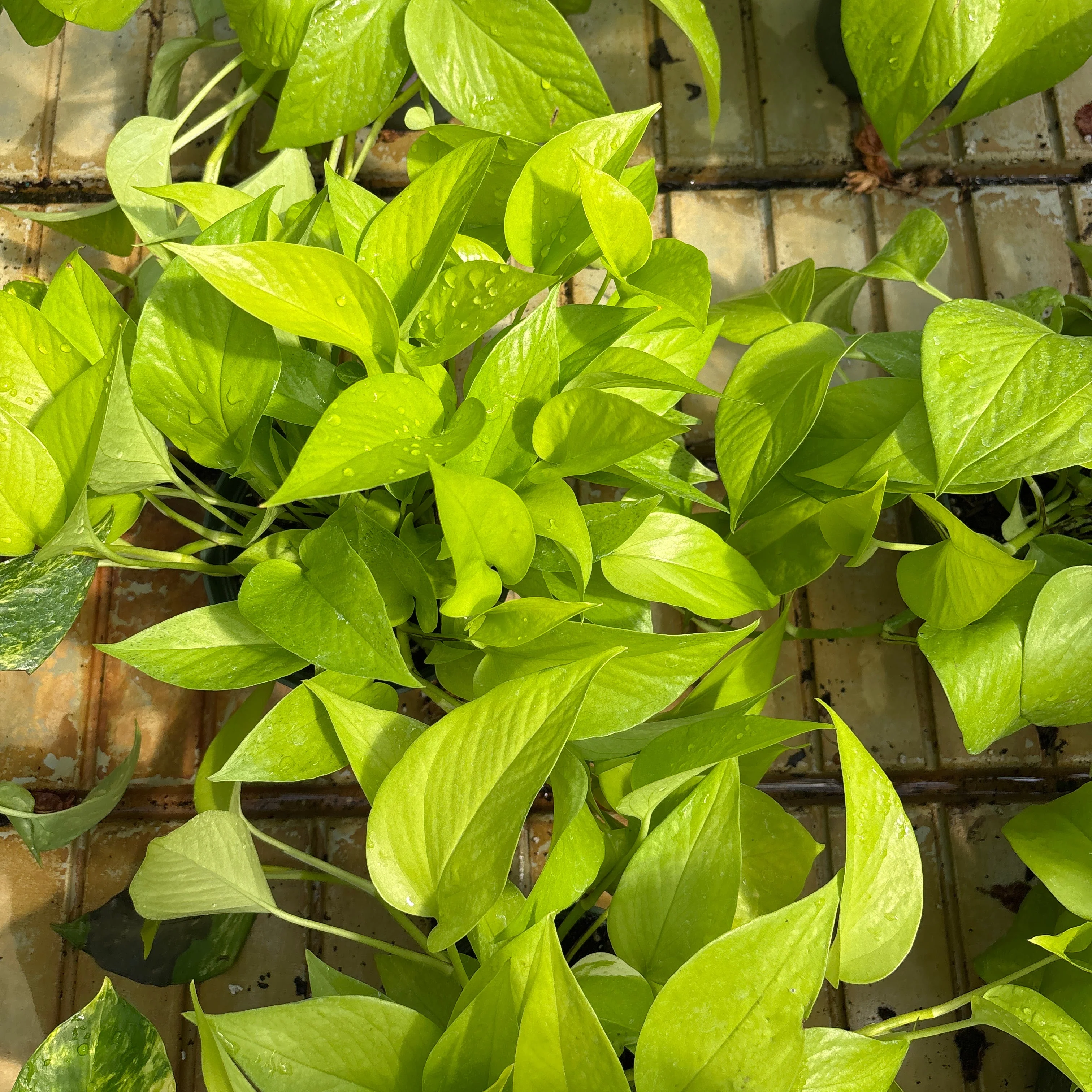 Neon Pothos - Epipremnum aureum - 6" Pot