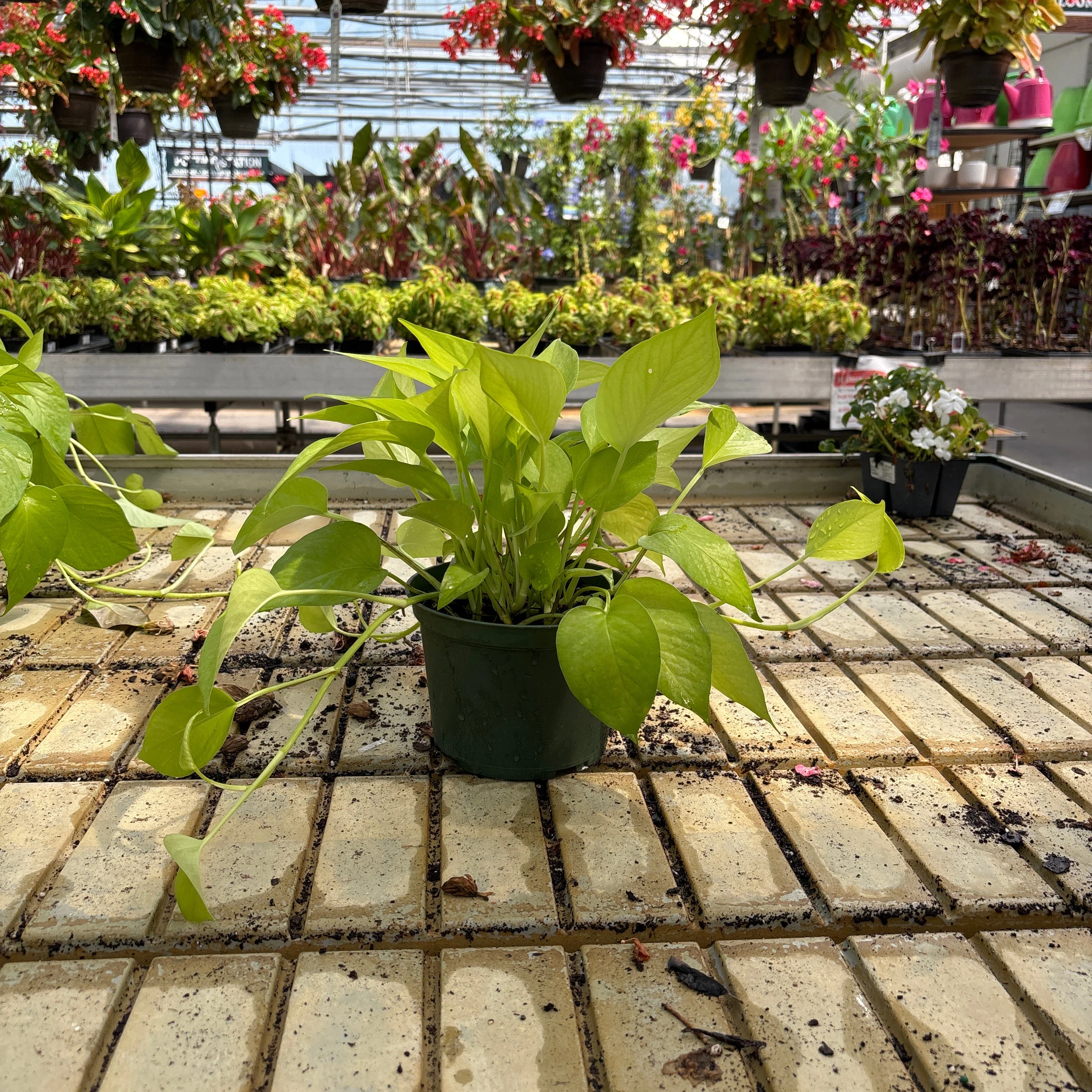 Neon Pothos - Epipremnum aureum - 6" Pot - Image 2