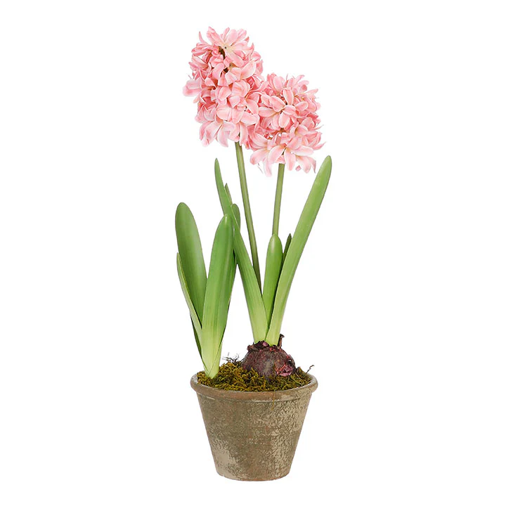 Potted Hyacinth Arrangement, Pink
