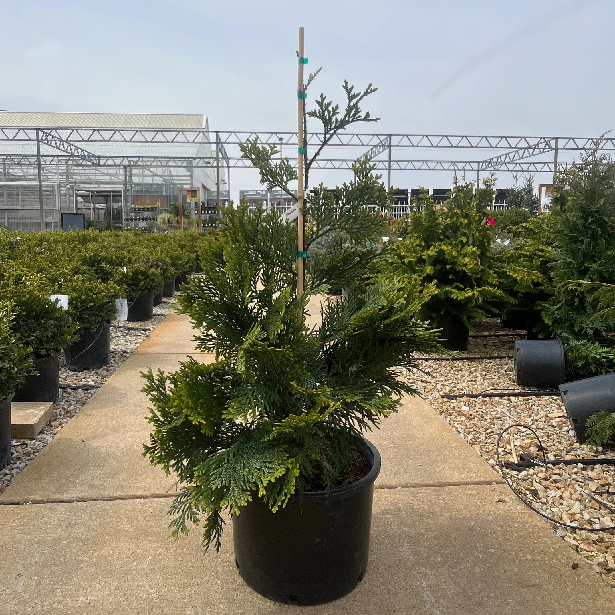 Hiba Arborvitae - Thujopsis dolabrata var hondae - 6 Gallon Potted Tree