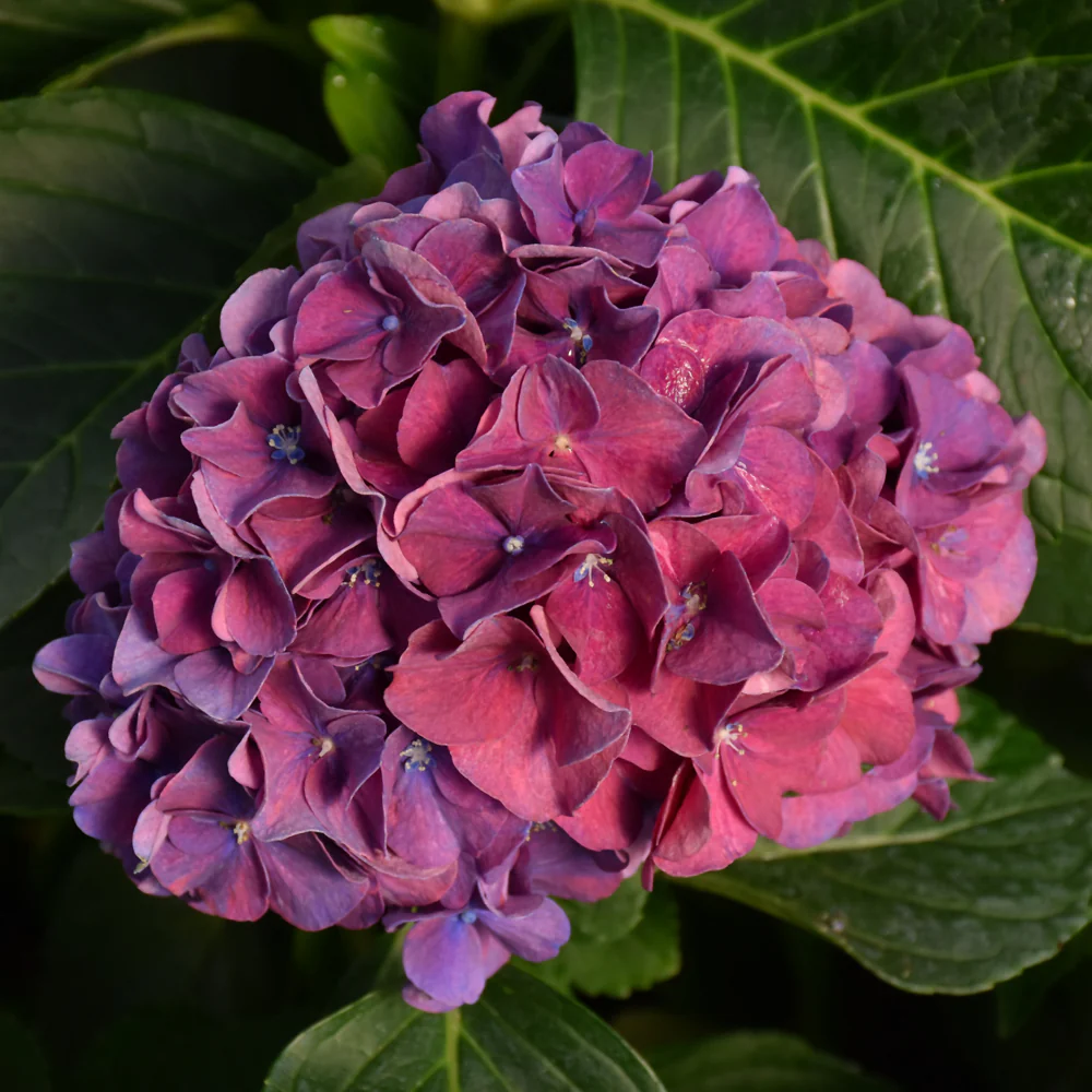 Proven Winners® Wee Bit Grumpy® Hydrangea, 1 Gal.