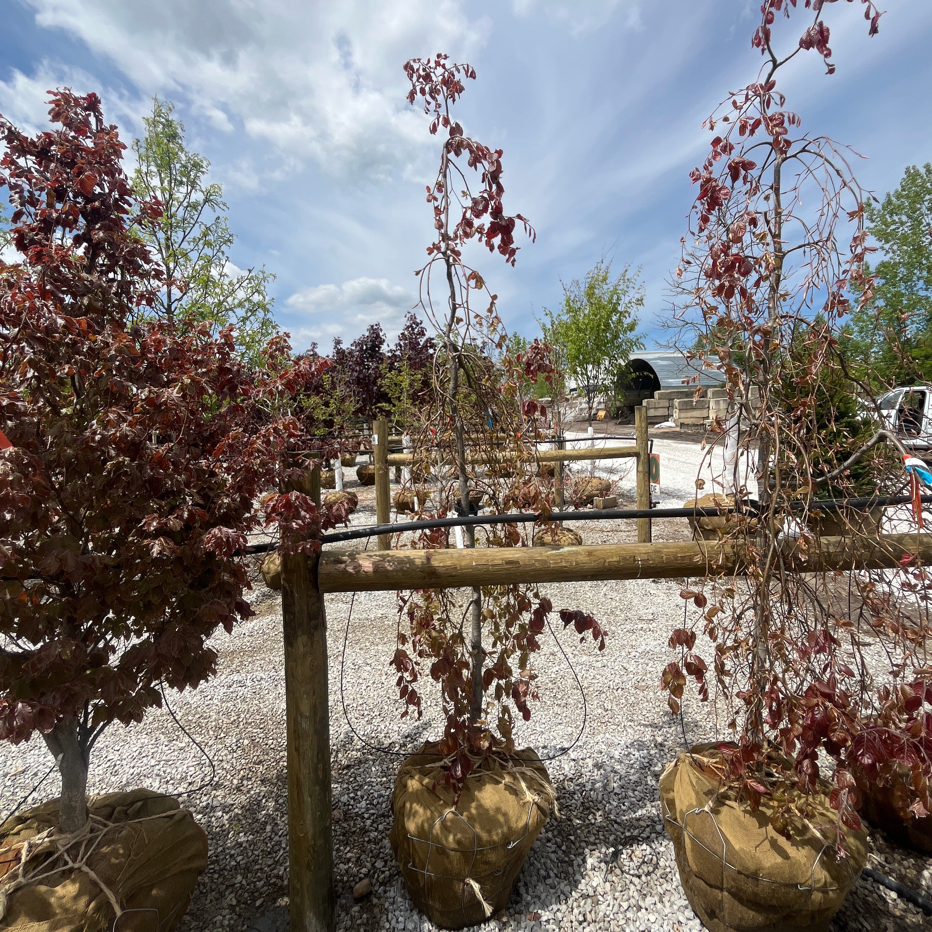 Purple Fountain Beech - Fagus sylvatica - 2" Caliper Ball & Burlap Tree