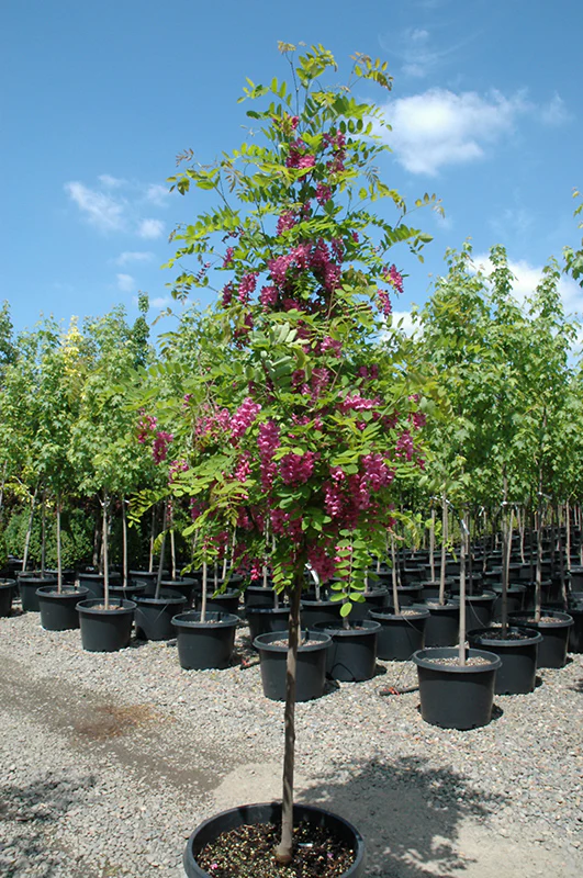 Purple Robe Locust - Robinia pseudoacacia - 15 Gallon Potted Tree