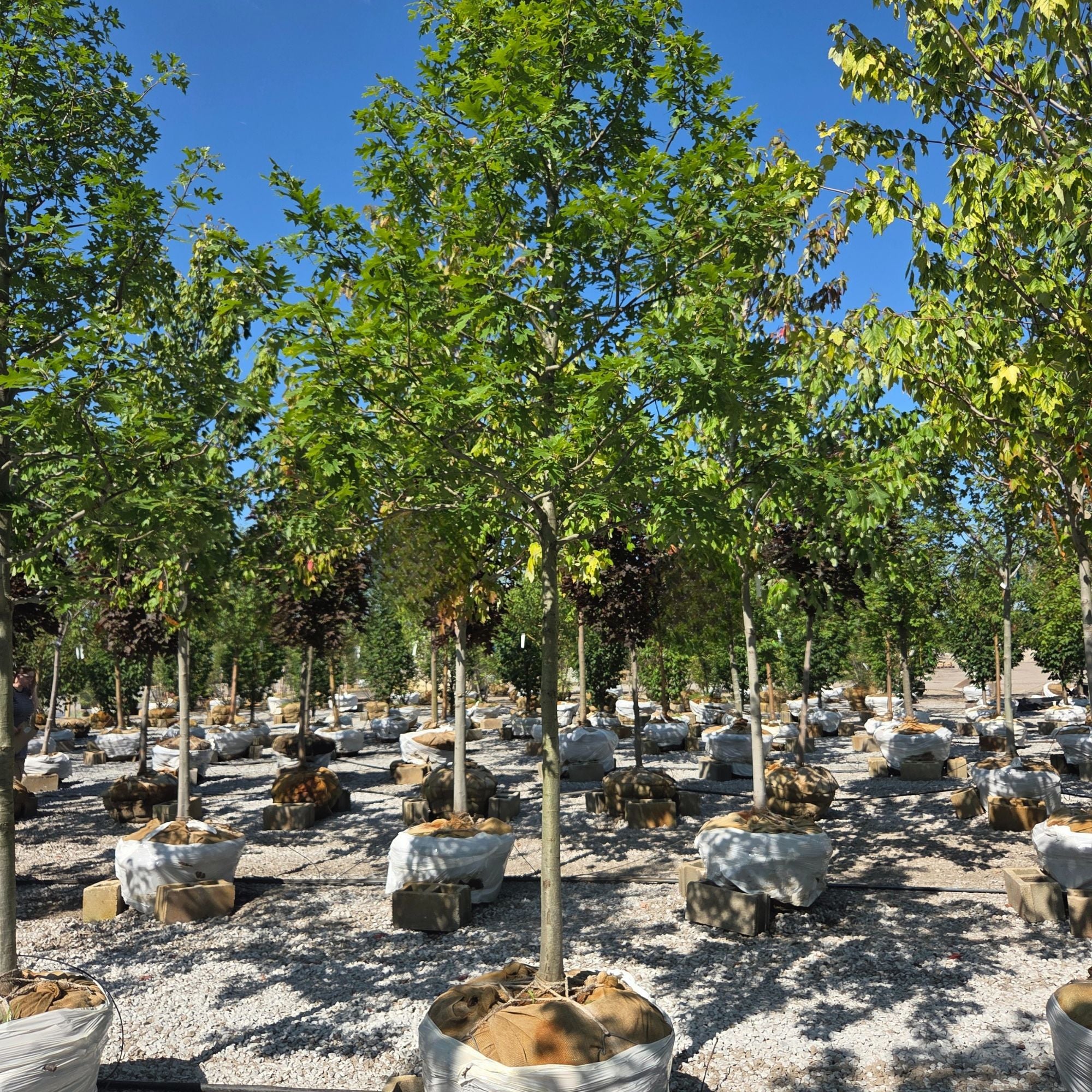 Shumard Oak - Quercus shumardii - 2.5" Caliper Ball & Burlap Tree
