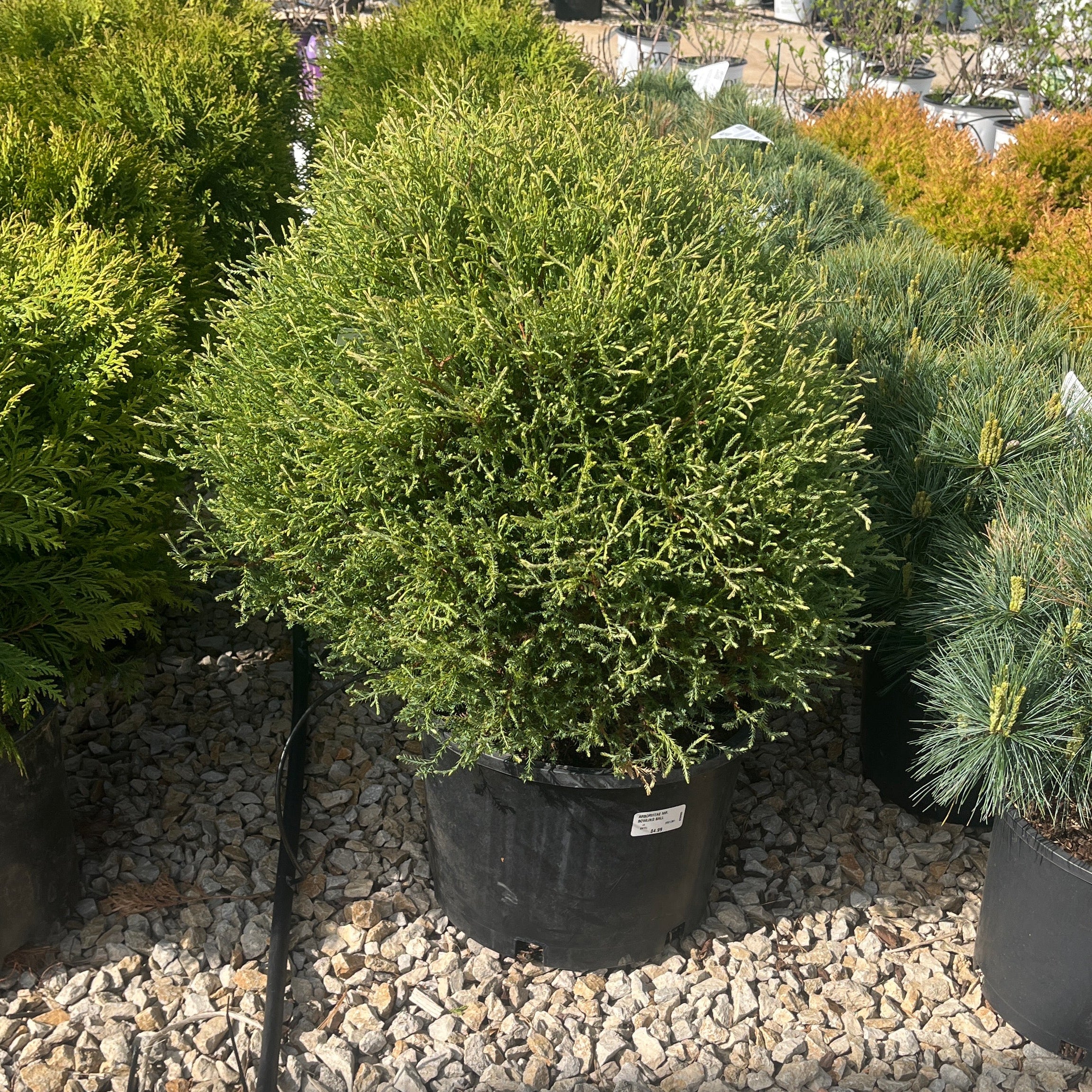 Mr. Bowling Ball Arborvitae - Thuja occidentalis 'Bobazam' - 6 Gallon Potted Evergreen Shrub