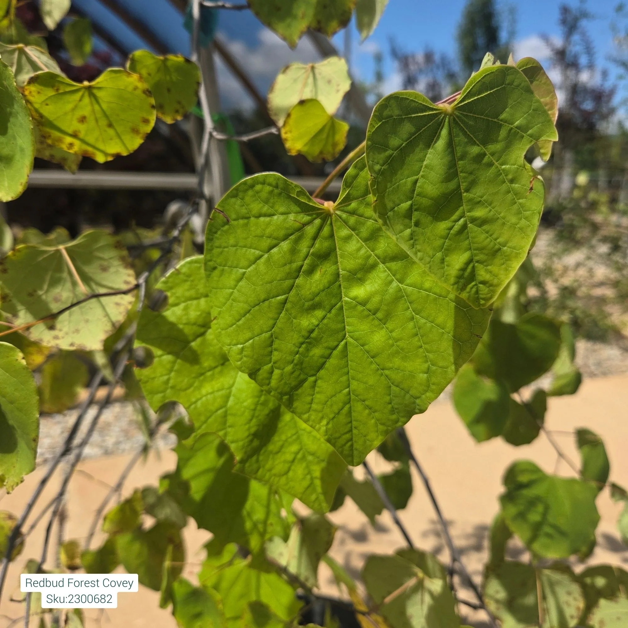 Lavender Twist® Redbud - Cercis canadensis 'Covey' - Potted Tree (Multiple Sizes) - Image 4