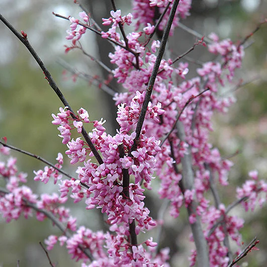 Forest Pansy Redbud Tree - Cercis canadensis - Potted Tree (Multiple Sizes) - Image 3