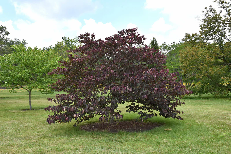 Forest Pansy Redbud Tree - Cercis canadensis - Potted Tree (Multiple Sizes) - Image 4