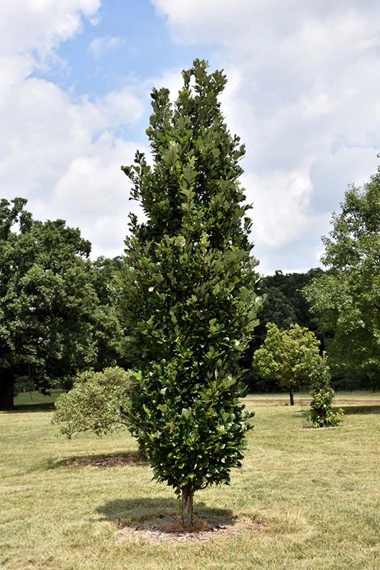 Regal Prince English Oak - Quercus - Ball & Burlap Tree (Multiple Sizes) - Image 2