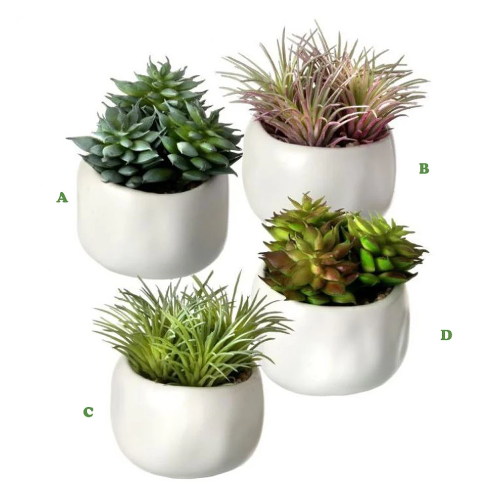 Regency, Ceramic Potted Succulent/Air Plant, x3, Assorted & Sold Separately