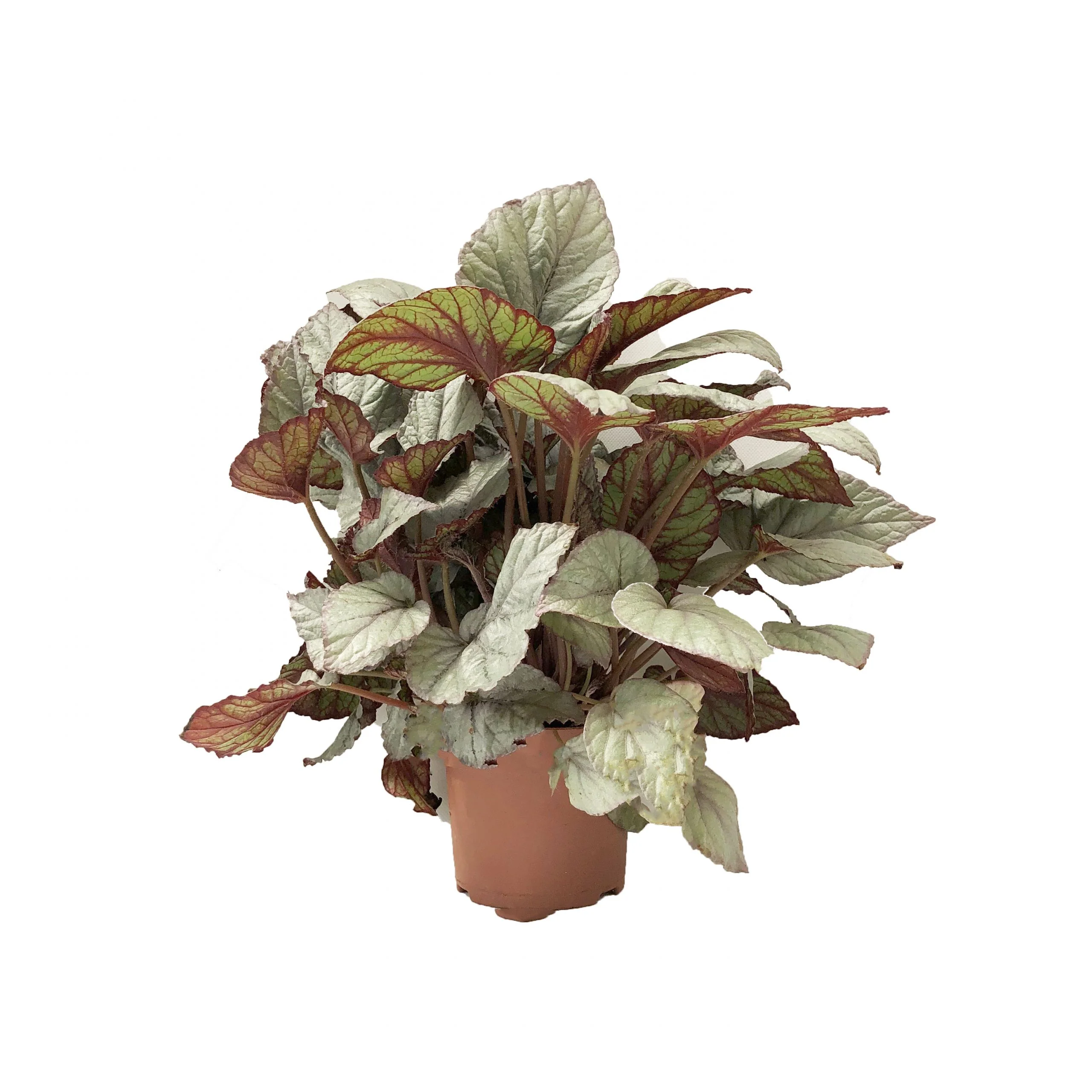 Rex Begonia, 5" - Image 2