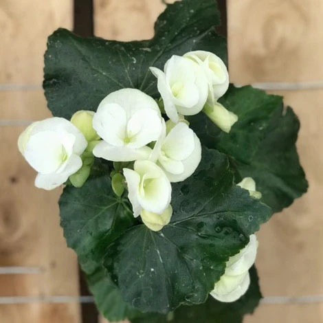 Rieger Begonia, Live Plant, 4.5 in. Pot - Image 3