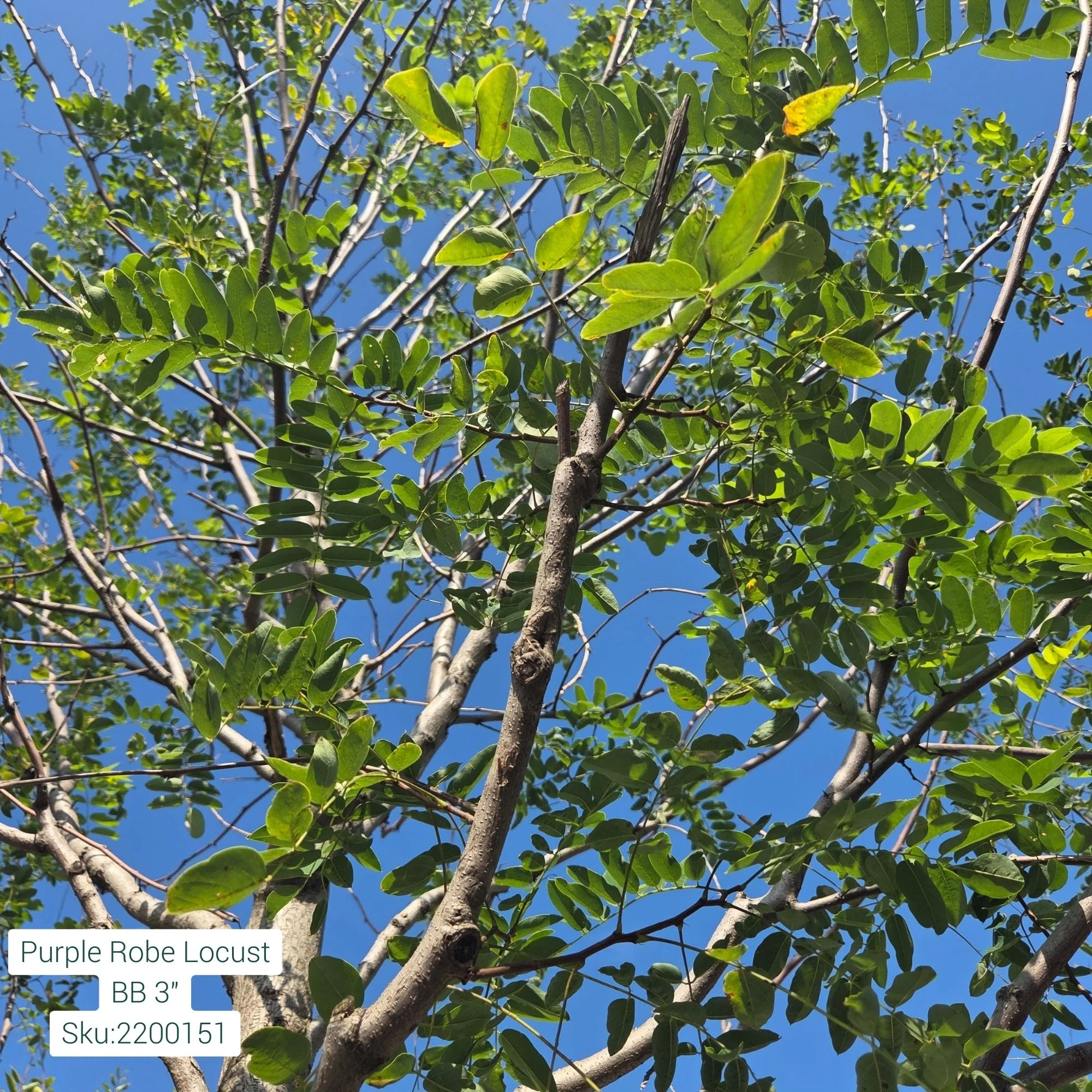 Black Locust - Robinia pseudoacacia - 3" Caliper Ball & Burlap Tree - Image 2