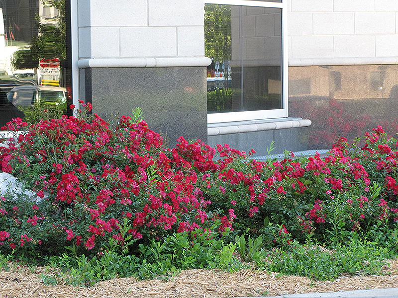Flower Carpet® Red Rose - Rosa - 5 Gallon Potted Shrub
