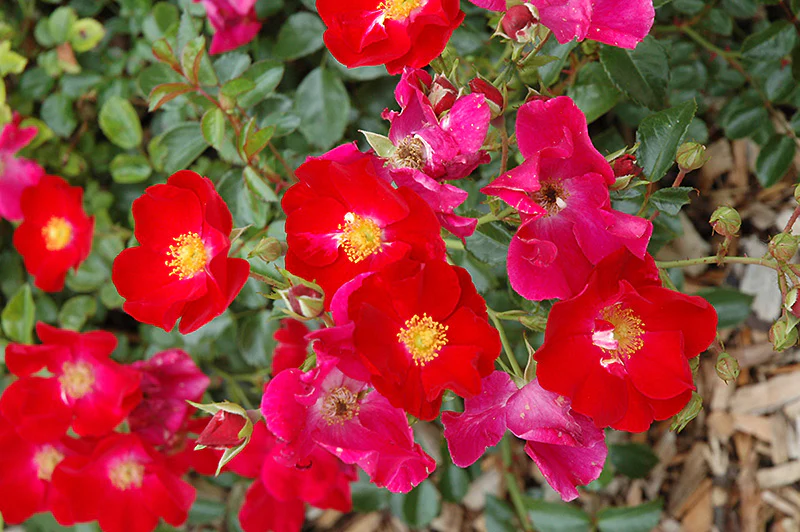 Flower Carpet® Red Rose - Rosa - 5 Gallon Potted Shrub - Image 2