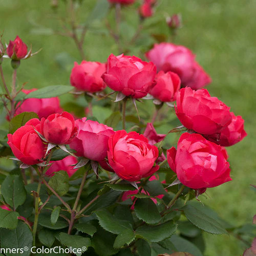 Rose Oso Easy Double Red - 2 Gallon Pot - Image 2