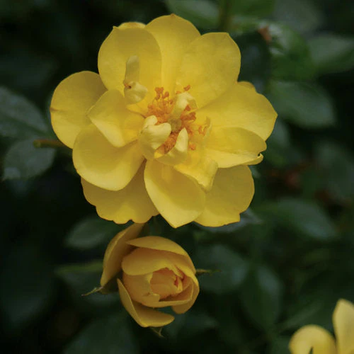 Rose Oso Easy Lemon Zest - 2 Gallon Pot - Image 3