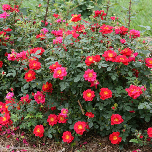 Rose Oso Easy Urban Legend - 2 Gallon Pot