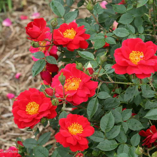 Rose Oso Easy Urban Legend - 2 Gallon Pot - Image 3